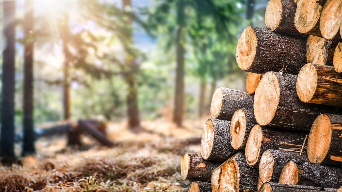 rondins de bois empilés dans une forêt